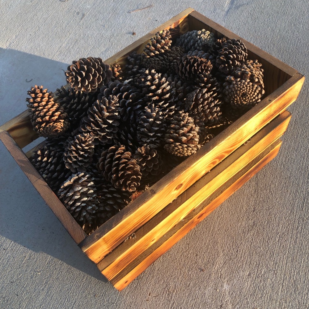 Pine Cones